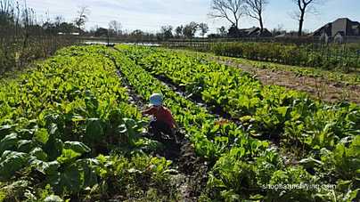 Picture of child playing at local organic farm
